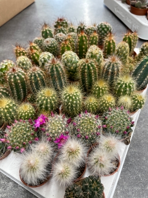 Cacti ‘Mini’
