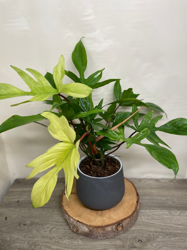 Philodendron ‘Florida Ghost’