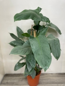 Philodendron Grey Pyramid