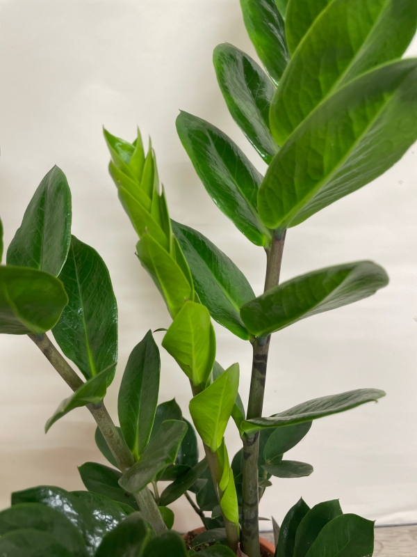 Zamioculcas