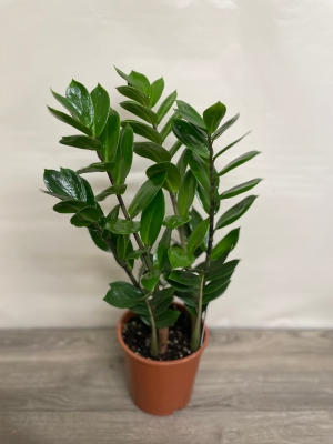 Zamioculcas