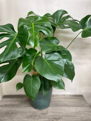 Monstera Plant