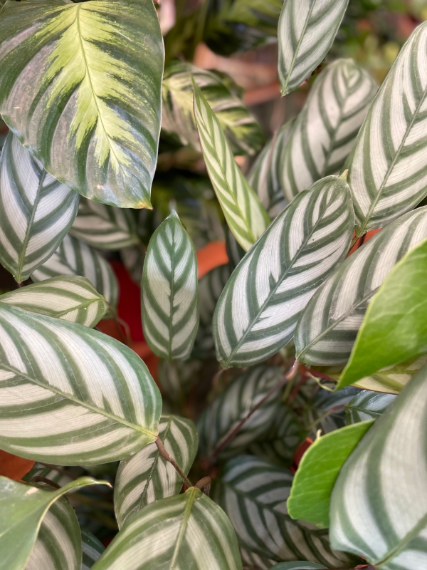 Calathea Plant