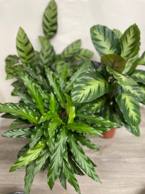 Calathea Plant