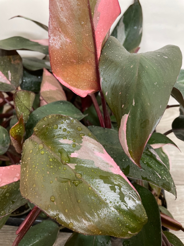 Philodendron Pink Princess