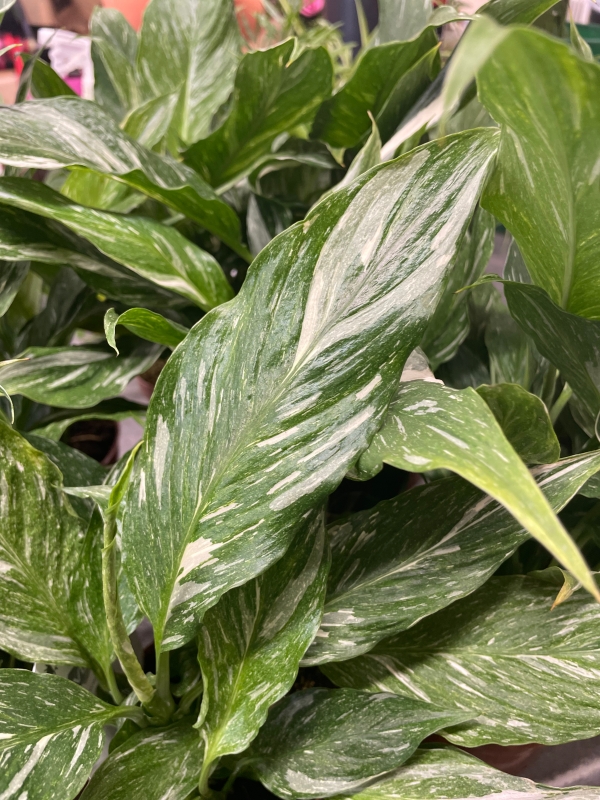 Spathiphyllum ‘Diamond’