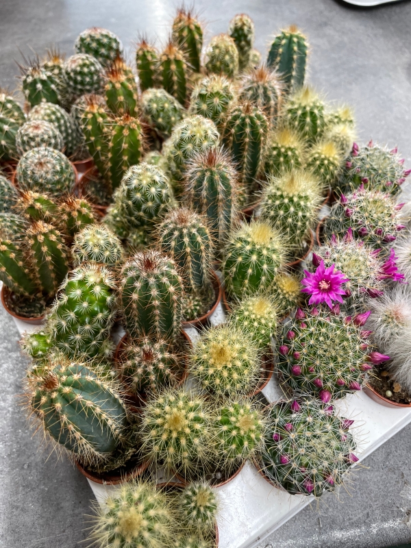 Cacti ‘Mini’