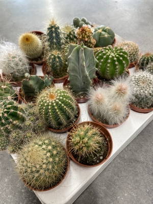 Cactus