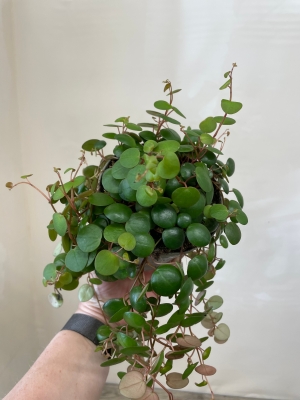 Peperomia Pepperspot