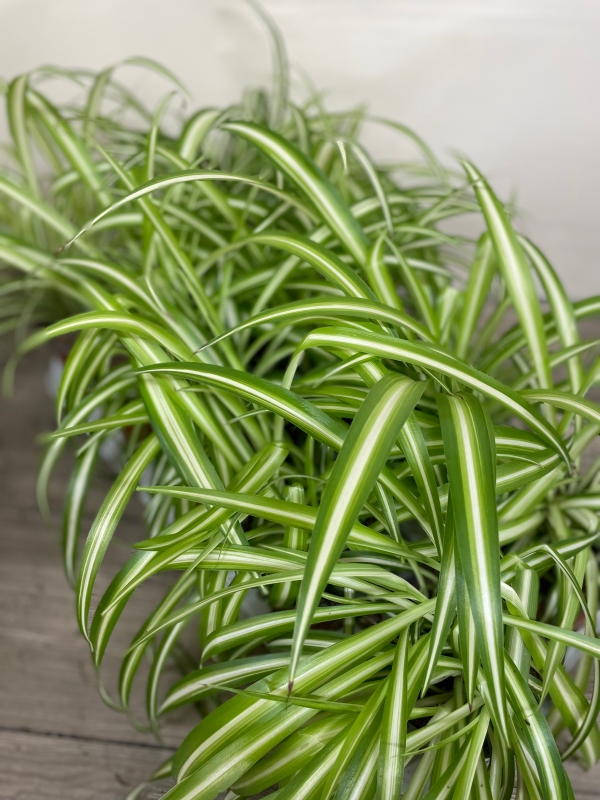 Chlorophytum Spider Plant