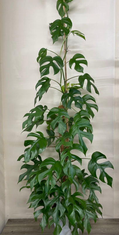 philodendron caramel marble Philodendron Caramel Marble | Care Guide and Pro Tips - Delivery from  Toronto across Canada main image 0