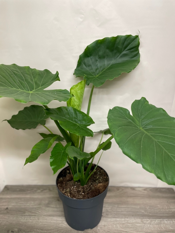 Alocasia ‘California’