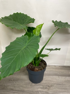 Alocasia ‘California’