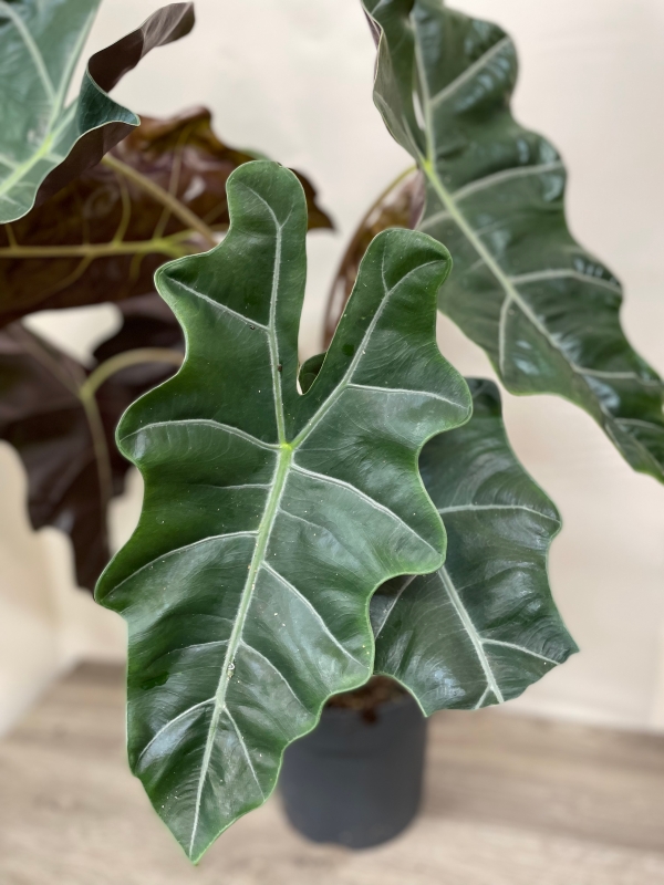 Alocasia ‘Sandriana’