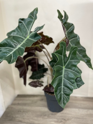 Alocasia ‘Sandriana’