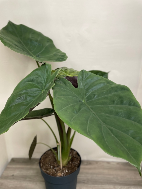 Alocasia ‘Wentii’