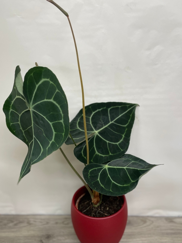 Anthurium ‘Clarinervium’