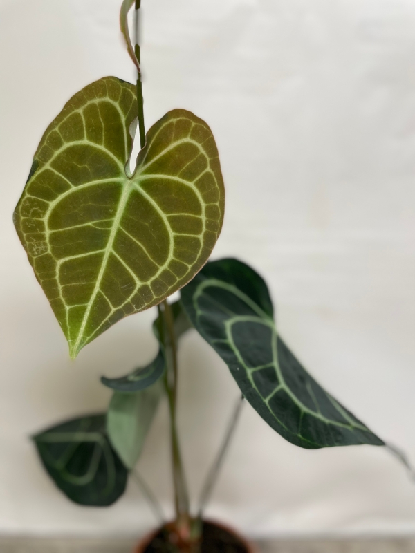 Anthurium ‘Clarinervium’