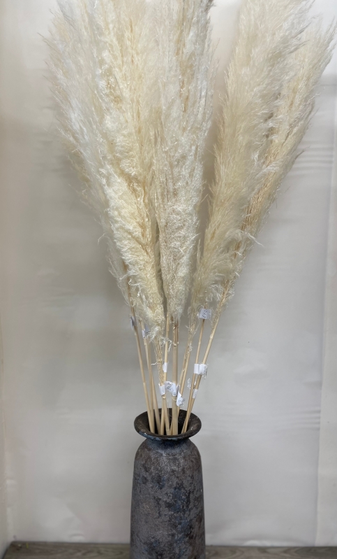 Bleached Pampas Grass