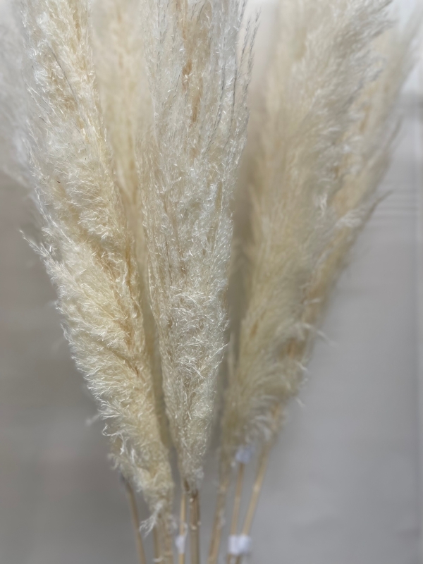 Bleached Pampas Grass