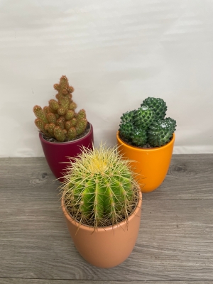 Cacti in Pots