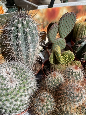 Cacti large