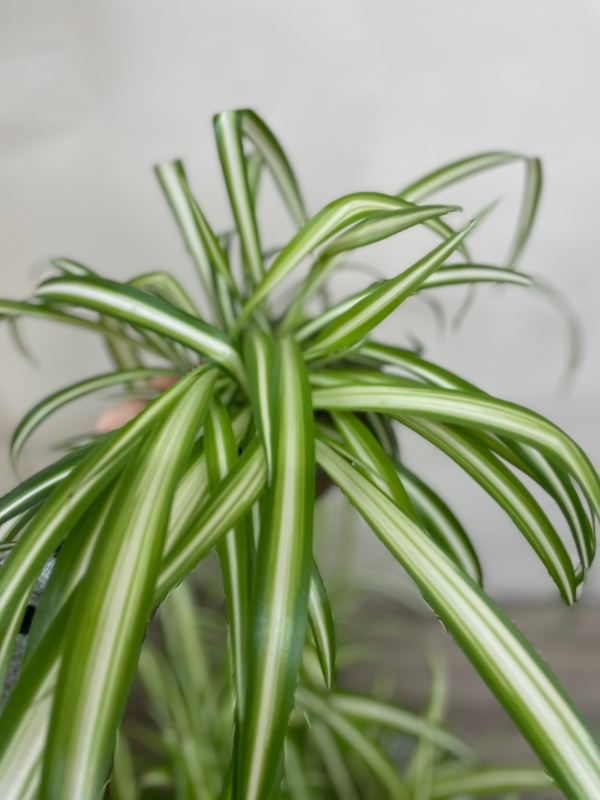 Chlorophytum ‘Spider Plant’