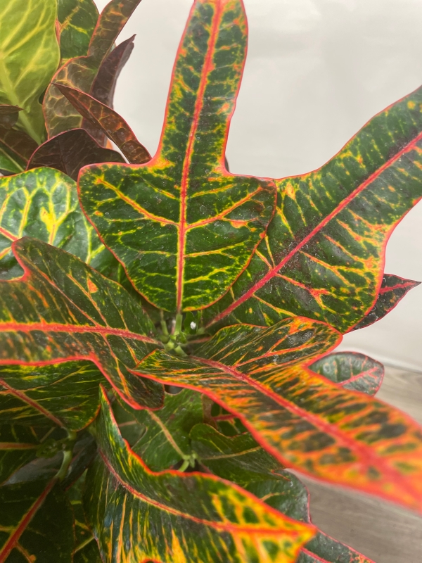 Codiaeum Variegatum ‘Croton’