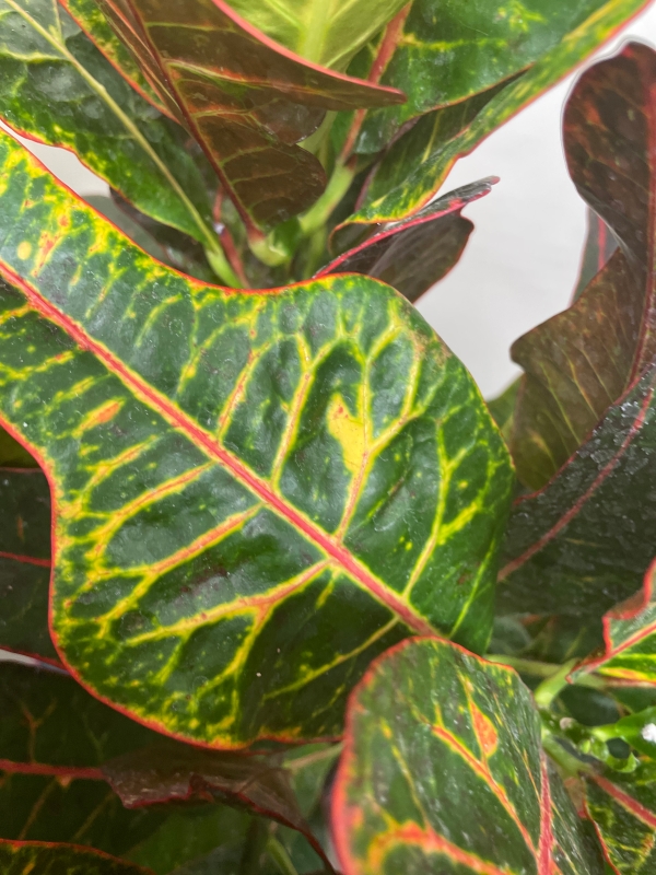 Codiaeum Variegatum ‘Croton’