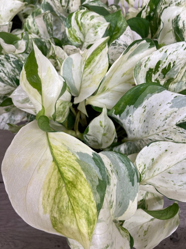 ikea elefantenfuß Elefantenfuß | Beaucarnea recurvata