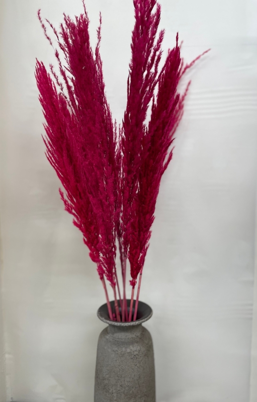 Hot Pink Pampas Grass