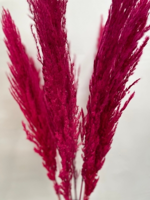 Hot Pink Pampas Grass