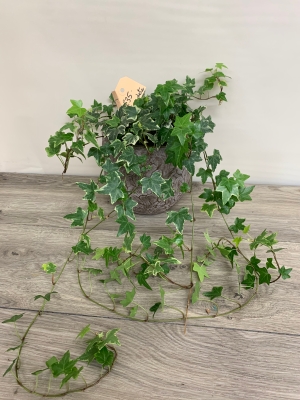 Ivy Plant With Container