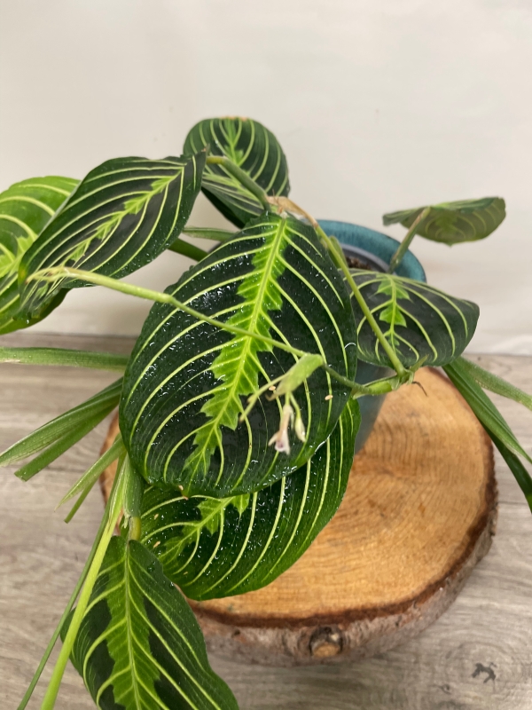 Maranta ‘Lemon Lime’