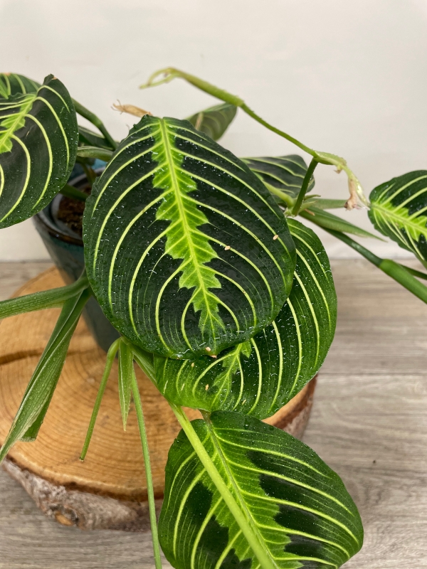 Maranta ‘Lemon Lime’