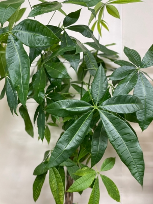 Pachira Aquatica ‘Money Plant’