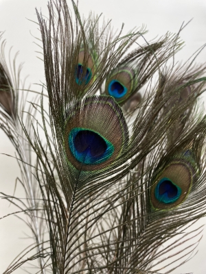 Peacock Feather