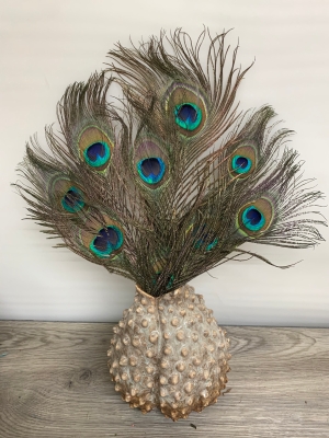 Peacock Feathers