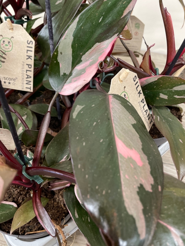 Philodendron 'Pink Princess'  buy online or call 01462 685370