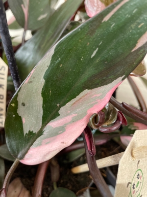 Philodendron ‘Pink Princess’