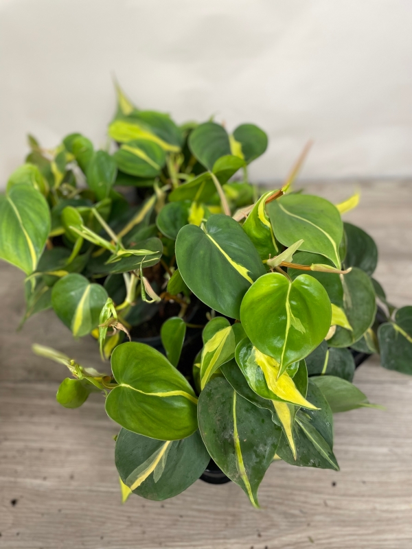 Philodendron ‘Scandens Brazil’