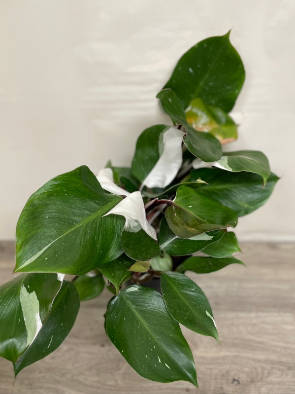 Philodendron ‘White Knight’