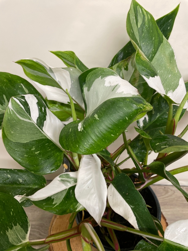 Philodendron ‘White Princess’