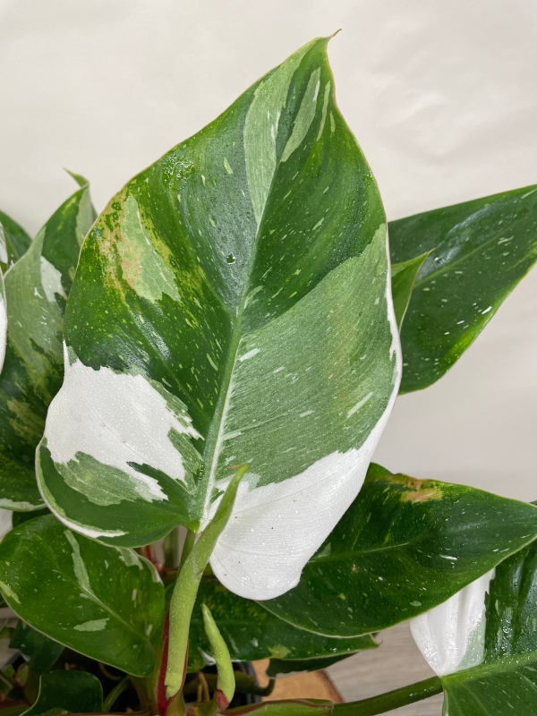 Philodendron ‘White Princess’