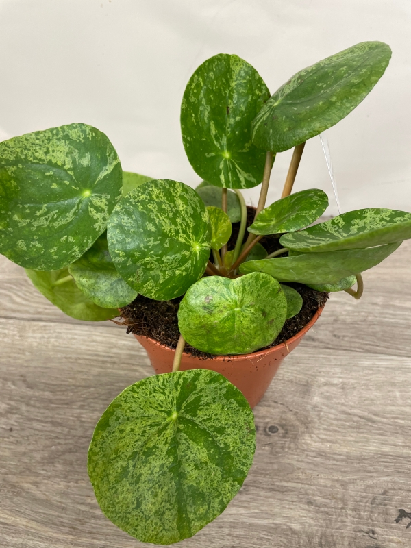 Pilea Mojita