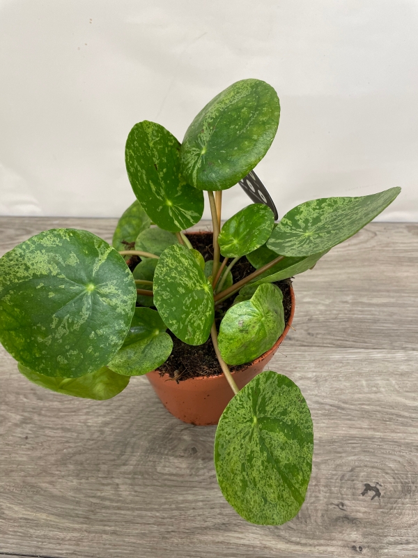 Pilea Mojita