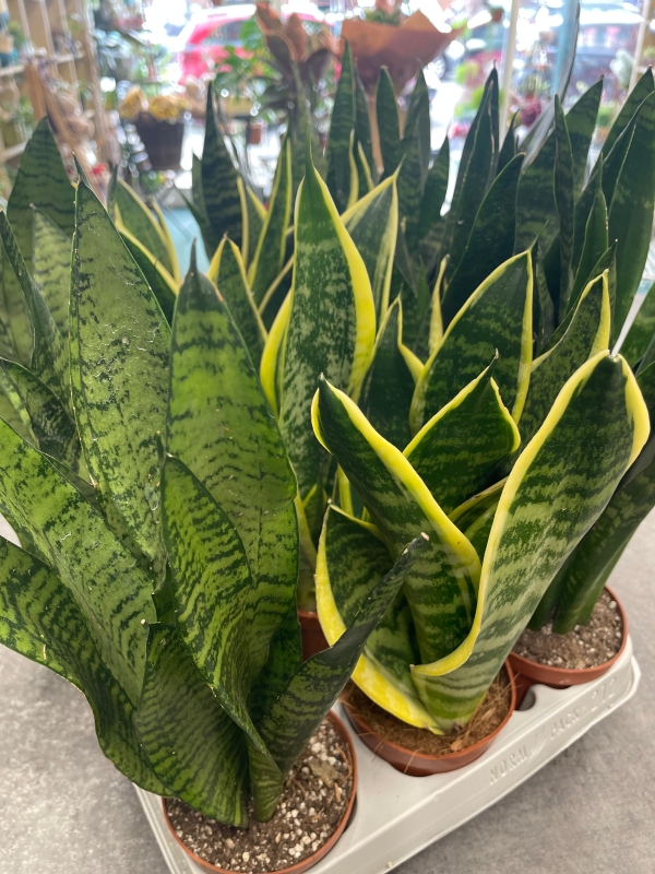 Sansevieria