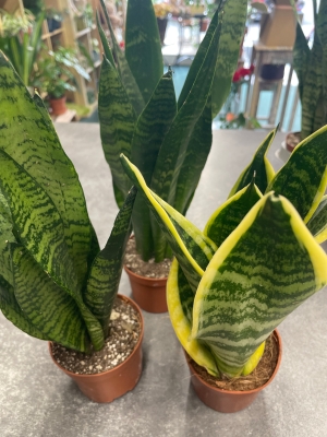 Sansevieria