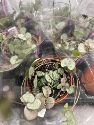 String Of Hearts