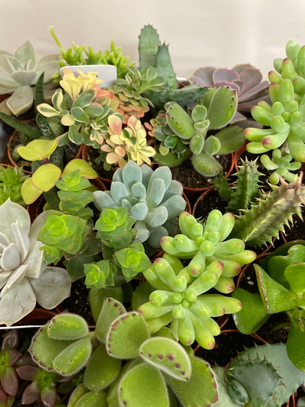 Succulent Mix